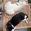 Tolles Katerpaar Boris und Barney