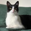 Tolles Katerpaar Boris und Barney