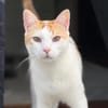 Tolles Katerpaar Boris und Barney