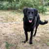 Spaßvogel mit sechs Buchstaben? Blacky!