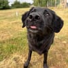 Spaßvogel mit sechs Buchstaben? Blacky!