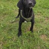 Super lieber Labrador Mix
