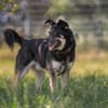 Langzeitinsasse ARGO sucht dringendst..