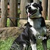 OLGA