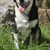 OLGA