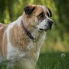 Beethoven sucht erfahrene Menschen