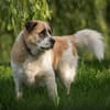 Beethoven sucht erfahrene Menschen