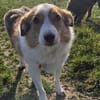 Hundedame Pinky❤sucht ruhiges Zuhause