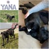 YANA ° ruhige Traumhündin sucht neues zu Hause