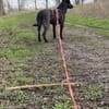 YANA ° ruhige Traumhündin sucht neues zu Hause