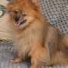 Fluffy, süßer Kleinspitz Rüde geb. 01/2019