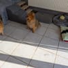 Fluffy, süßer Kleinspitz Rüde geb. 01/2019