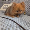 Fluffy, süßer Kleinspitz Rüde geb. 01/2019