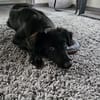 🐾 Paloma❤ sucht ihr Für-immer-Zuhause 🐾