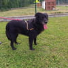 BENJI