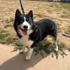 LUNA PAA24295