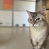 MIAOUCHA