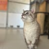 MIAOUCHA