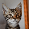Rousquille(en cours d adoption)
