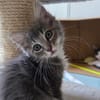 Bulma (en cours d'adoption)