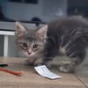 Bulma (en cours d'adoption)
