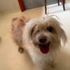 OLLIE PAA24289