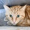 GARFIELD