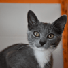 Bijoux (en cours d'adoption)