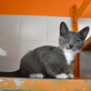 Bijoux (en cours d'adoption)