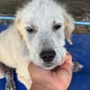 ELVIS