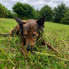 Zelda la câline