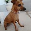 Roxy la coquine