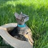 CLEO