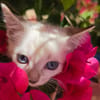 ARYY