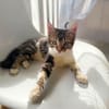 BARNABÉ, chaton type européen mâle