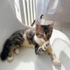 BARNABÉ, chaton type européen mâle