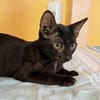 BLACKY, chaton mâle européen