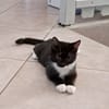 BAGHERRA, chaton femelle type européen