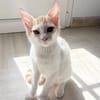MIEL, chaton créole mâle