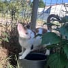 CHAT–KIRA, chaton femelle européen