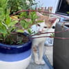LEVI, chaton créole mâle