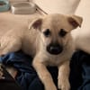 MOKA, chiot mâle Berger Créole