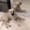 MOKA, chiot mâle Berger Créole