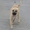 MOKA, chiot mâle Berger Créole