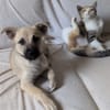 MOKA, chiot mâle Berger Créole