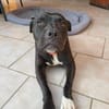 XENA, femelle croisée créole junior