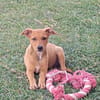 LILOU, chiot femelle Berger Créole