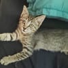 ZOE, chaton femelle type européen
