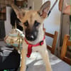 ROCCO (Martina)