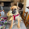 ROCCO (Martina)